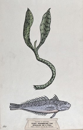 Doctrine of signatures: (above) a plant with spots resembling those of a fish, and (below) a fish. Coloured ink drawing by C. Etheridge, 1906, after G.B. Della Porta.