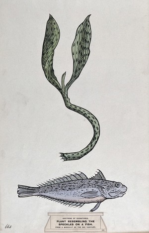 view Doctrine of signatures: (above) a plant with spots resembling those of a fish, and (below) a fish. Coloured ink drawing by C. Etheridge, 1906, after G.B. Della Porta.