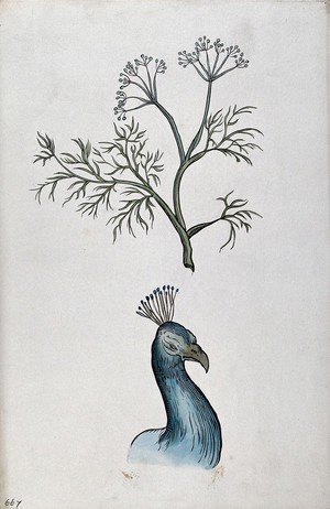 view Doctrine of signatures: (above) a plant (fennel) with seed-pods resembling the crest of a bird, and (below) a bird's head. Coloured ink drawing by C. Etheridge, 1906, after G.B. Della Porta.