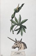 view Doctrine of signatures: (above) a plant (arum) with seed-pods resembling the horn of a unicorn, and (below) a unicorn's head. Coloured ink drawing, c. 1923, after G.B. Della Porta.