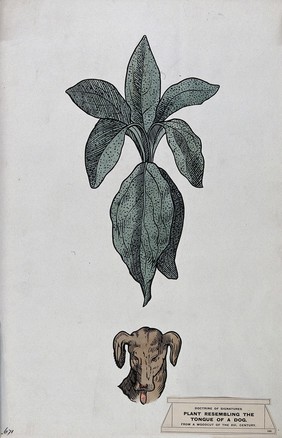 Doctrine of signatures: (above) a plant (hound's tongue) with leaves resembling the tongue of a dog, and (below) a dog's head. Coloured ink drawing by C. Etheridge, 1906, after G.B. Della Porta.