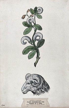 Doctrine of signatures: (above) a plant (clover) with leaves resembling the horns of a goat, and (below) a goat's head. Coloured ink drawing by C. Etheridge, 1906, after G.B. Della Porta.