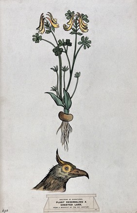 Doctrine of signatures: (above) a plant with seed-pods resembling the crest of a crested lark, and (below) the head of a crested lark. Coloured ink drawing by C. Etheridge, 1906, after G.B. Della Porta.