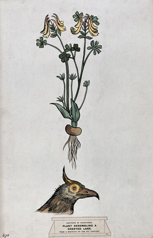 view Doctrine of signatures: (above) a plant with seed-pods resembling the crest of a crested lark, and (below) the head of a crested lark. Coloured ink drawing by C. Etheridge, 1906, after G.B. Della Porta.