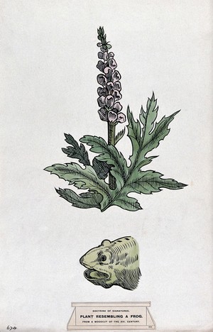 view Doctrine of signatures: (above) a plant (acanthus) with seed-pods resembling a frog, and (below) the head of a frog. Coloured ink drawing by C. Etheridge, 1906, after G.B. Della Porta.