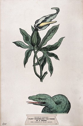 Doctrine of signatures: (above) a plant (dracunculus, tarragon) with seed-pods resembling the fangs of a snake, and (below) the head of a snake. Coloured ink drawing by C. Etheridge, 1906, after G.B. Della Porta.