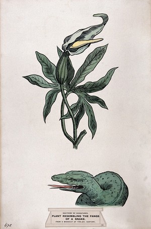 view Doctrine of signatures: (above) a plant (dracunculus, tarragon) with seed-pods resembling the fangs of a snake, and (below) the head of a snake. Coloured ink drawing by C. Etheridge, 1906, after G.B. Della Porta.