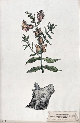 Doctrine of signatures: (above) a plant (antirrhinum)) with seed-pods resembling the head of a calf, and (below) the head of a calf. Coloured ink drawing by C. Etheridge, 1906, after G.B. Della Porta.