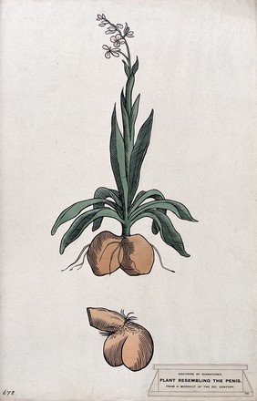 Doctrine of signatures: (above) a plant with roots resembling a dog's testicles, and (below) a dog's genitals. Coloured ink drawing by C. Etheridge, 1906, after G.B. Della Porta.