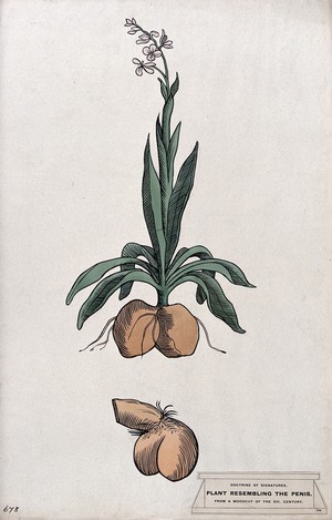 view Doctrine of signatures: (above) a plant with roots resembling a dog's testicles, and (below) a dog's genitals. Coloured ink drawing by C. Etheridge, 1906, after G.B. Della Porta.