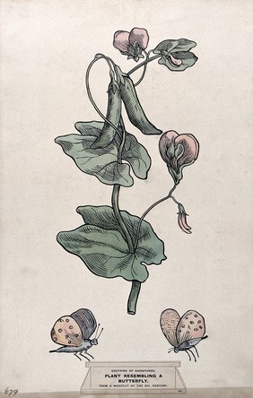 Doctrine of signatures: (above) a plant with leaves resembling a butterfly, and (below) two butterflies. Coloured ink drawing by C. Etheridge, 1906, after G.B. Della Porta.