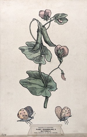 view Doctrine of signatures: (above) a plant with leaves resembling a butterfly, and (below) two butterflies. Coloured ink drawing by C. Etheridge, 1906, after G.B. Della Porta.