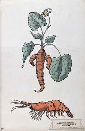 Doctrine of signatures: (above) a plant with roots resembling a crayfish, and (below) a crayfish. Coloured ink drawing by C. Etheridge, 1906, after G.B. Della Porta.