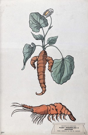 view Doctrine of signatures: (above) a plant with roots resembling a crayfish, and (below) a crayfish. Coloured ink drawing by C. Etheridge, 1906, after G.B. Della Porta.