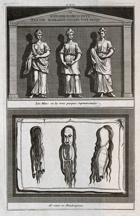 Three mother-goddesses or fates (above); three mandrake charms (below). Engraving.