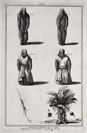 view Mandrake roots in human form; the mandrake plant; ginseng. Engraving.