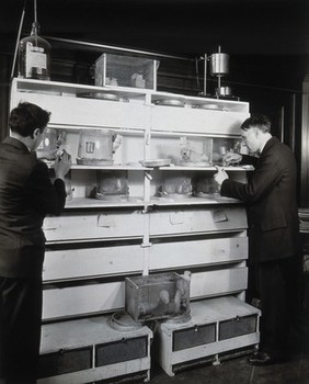 Philadelphia College of Pharmacy and Science: students experimenting with white rats in cages. Photograph, c. 1933.