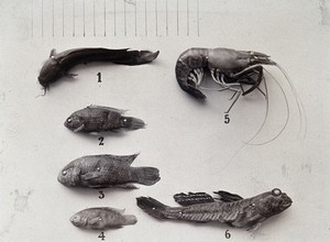 view Samples of fish and a shrimp pinned down and numbered. Photograph, c. 1911.