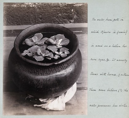 Ojuoro plant growing in a native pot. Photograph, c. 1911.