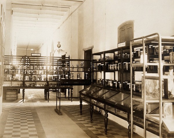 Wellcome Tropical Research Laboratories, Khartoum: museum. Photograph, c. 1920.