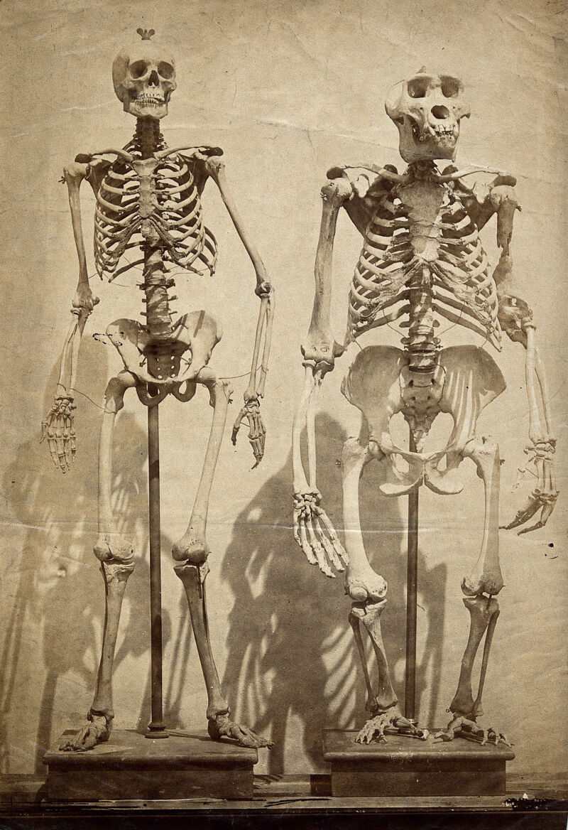 Skeleton of a human and a gorilla, displayed side by side. Photograph