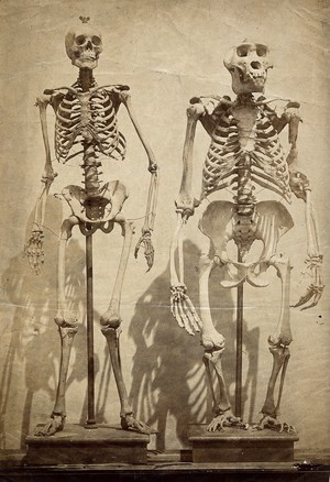 view Skeleton of a human and a gorilla, displayed side by side. Photograph by Roger Fenton, ca. 1860.