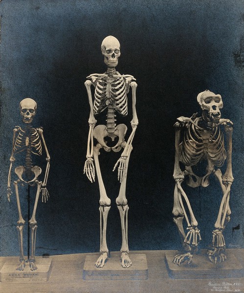 Skeleton of a man, a woman from the Akka tribe and a gorilla (provided by the hunter-naturalist Paul Du Chaillu), displayed in a row. Photograph by Gambier Bolton, 1890.