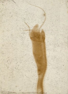 A snake in the process of swallowing a small mammal, probably a mouse, viewed through x-ray. Photoprint from radiograph after Sir Arthur Schuster, 1896.