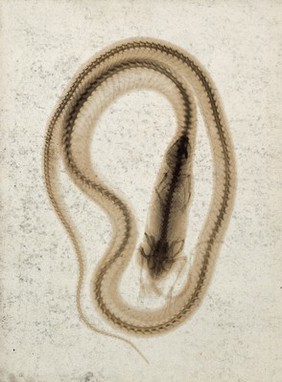 A snake in the process of swallowing a small mammal, probably a mouse, viewed through x-ray. Photoprint from radiograph after Sir Arthur Schuster, 1896.