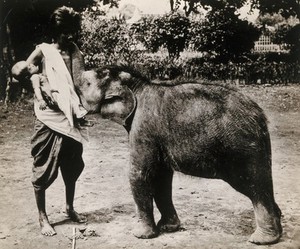 view A woman and a child; the woman is suckling a baby white elephant. Photograph.