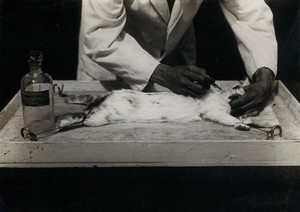 view The Pasteur Institute, Kasauli, India: production of the rabies vaccine: a rabbit, under anaesthetic, being infected with rabies by injection in the spine. Photograph, ca. 1910.