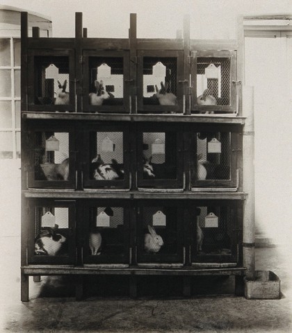 The Pasteur Institute, Kasauli, India: production of the rabies vaccine: caged rabbits, after inoculation. Photograph, ca. 1910.