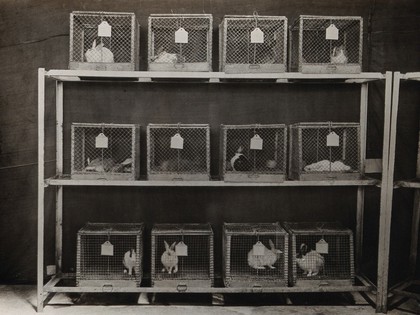 The Pasteur Institute, Kasauli, India: production of the rabies vaccine: caged rabbits showing symptoms of rabies after inoculation. Photograph, ca. 1910.