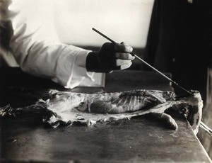 view The Pasteur Institute, Kasauli, India: production of the rabies vaccine: taking a culture from the brain of a dissected rabbit, previously infected with rabies. Photograph, ca. 1910.