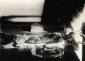 view The Pasteur Institute, Kasauli, India: production of the rabies vaccine: removing the brain of a dissected rabbit, previously infected with rabies. Photograph, ca. 1910.