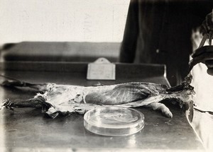 view The Pasteur Institute, Kasauli, India: production of the rabies vaccine: removing the brain of a dissected rabbit, previously infected with rabies, to place in the prepared petri dish. Photograph, ca. 1910.