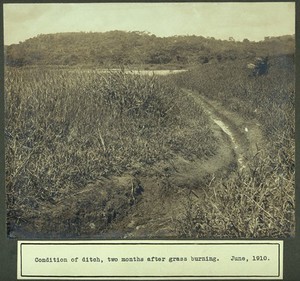 view Ditch, two months after grass burning; Panama Canal construction work. Photograph, 1910.