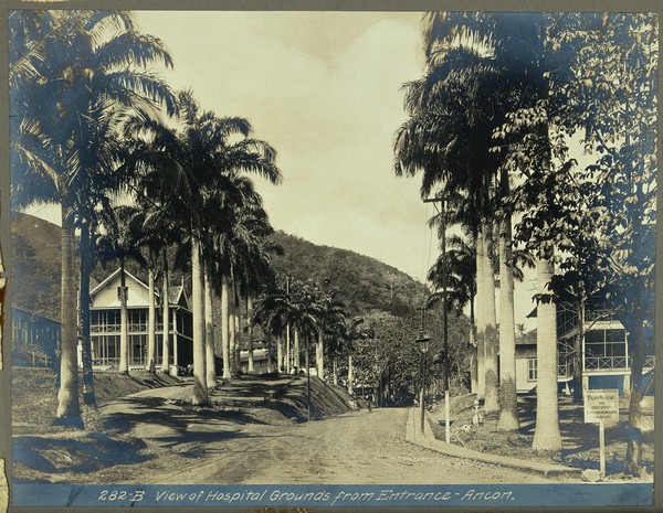 Ancon Hospital grounds, Panama: street with wooden buildings lined with palm trees. Photograph, ca. 1910.