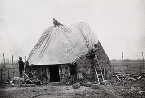 view Nettuno, Italy: a thatched hut being covered by sheeting by Italian men. Photograph, 1918/1937 (?).