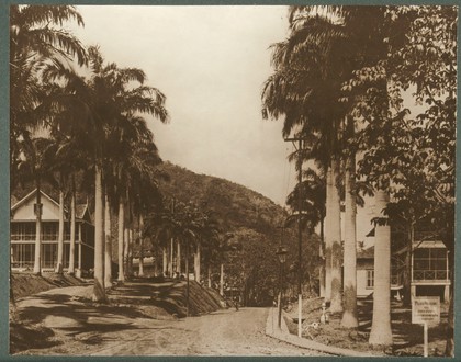 Ancon, Panama: wooden houses with enclosed wrap-around porches, either side of a road lined with palm trees. Photograph, ca. 1910.