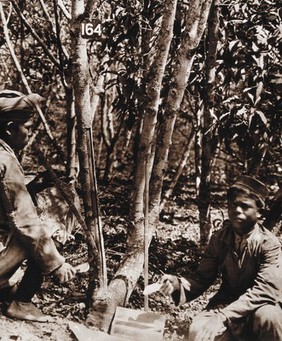 The Munsong cinchona plantation, Kalimpong, Bengal, India: scraping cinchona bark (used to produce the anti-malarial drug quinine) from a tree; an Indian man in a turban and an Indian boy. Photograph, 1905/1920 (?).