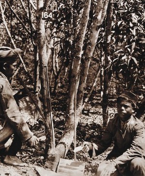 view The Munsong cinchona plantation, Kalimpong, Bengal, India: scraping cinchona bark (used to produce the anti-malarial drug quinine) from a tree; an Indian man in a turban and an Indian boy. Photograph, 1905/1920 (?).