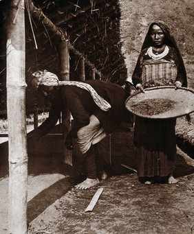 Sowing cinchona seeds in a nursery bed, Munsong plantation.