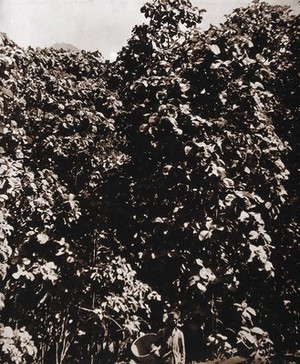 view The Munsong cinchona plantation, Kalimpong, Bengal, India: Cinchona succirubra trees (used in production of the anti-malarial drug quinine); a plantation worker stands in front of the trees holding a large container. Photograph, 1905/1920 (?).