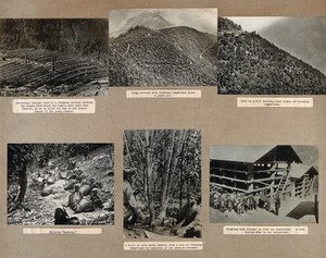 view A cinchona (quinine) nursery, India (?): planted in rows on a mountainside. Photograph, 1910/1920 (?).