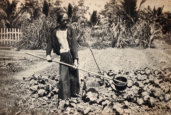 A man in traditional Chinese dress pours faeces onto a vegetable garden, Kuching Sarawak, Borneo. Photograph by A.R. Wellington, 1908.