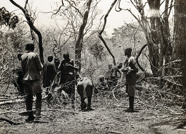 Mahiwa, Tanzania: people collecting tamarind fruit in a wooded area. Photograph, ca. 1917.