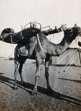 Wadi Natrun, Egypt: camel bearing two patients on stretchers (or cacolets) on the first world war Egyptian Western Front. Photograph, 1914/1918.