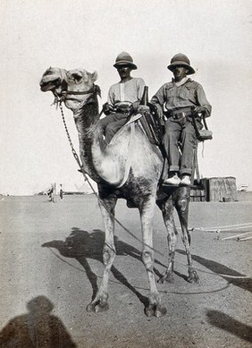 Wadi Natrun, Egypt: camel bearing two patients on stretchers (or cacolets) on the first world war Egyptian Western Front. Photograph, 1914/1918.