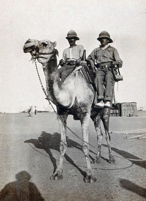 view Wadi Natrun, Egypt: camel bearing two patients on stretchers (or cacolets) on the first world war Egyptian Western Front. Photograph, 1914/1918.